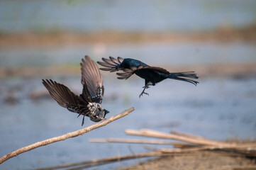 Birds