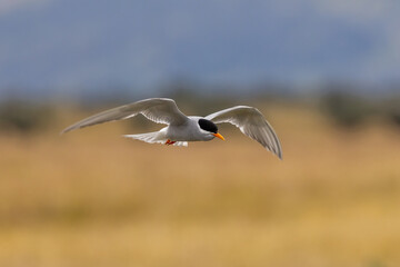Black-fronted Tern Endemic to New Zealand