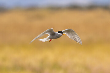 Black-fronted Tern Endemic to New Zealand