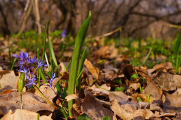 Springtime.The first spring flowers blue snowdrops in forest background.Scenic view of the spring forest with blooming flowers wake up.The concept of early spring.  