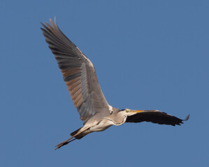 Fototapeta na wymiar Closeup of a Great Blue Heron in flight against a blue sky background.