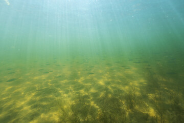 Natural underwater seascape, sand on the sea floor and water surface with sunlight. Lot of fsh...