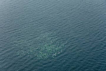 Gannets Diving for Fish Prince Edward Island Canada