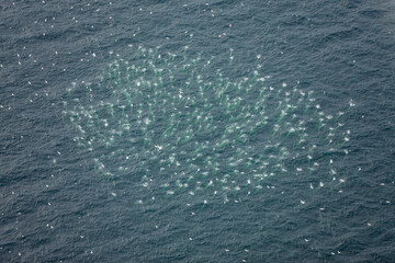 Gannets Diving for Fish Prince Edward Island Canada