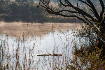 Hippopotamuses Bathing in the water in South Africa
