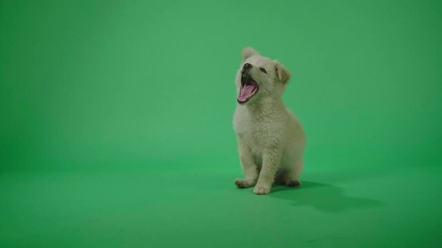 Full View Of A White Dog Yawns While Sitting In The Green Screen Studio 
