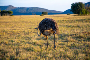 Ostrich Walking in a Field in Africa