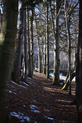 forest path in winter