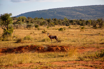 Naklejka na ściany i meble African Antelope Standing Alone in a Field in South Africa