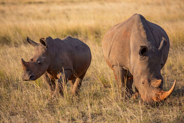 Obraz premium Mother and Baby Wild Rhinoceros walking Together in a field in Africa