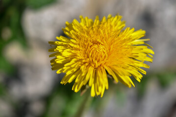 dandelion close up