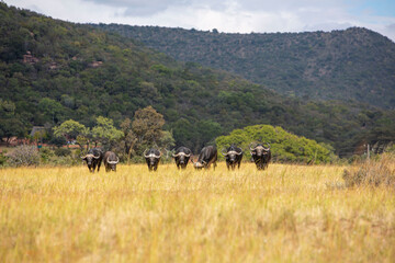 A Herd of African Buffalo in a Field of dry Grass in South Africa