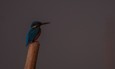 kingfisher on branch