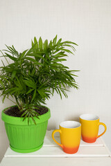 Orange and yellow tea cups and Palm plant pot on white wooden table