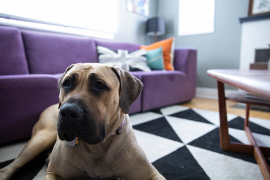 Tired Bull mastiff mix dog laying living room rug