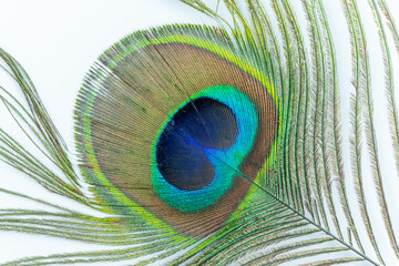 Obraz premium Peacock feather in detail. Macro photography, white background.