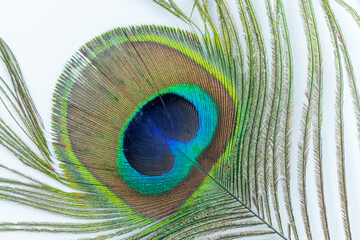 Fototapeta premium Peacock feather in detail. Macro photography, white background.