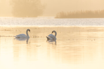 Couple of mute swans in a flooded meadow in the morning.