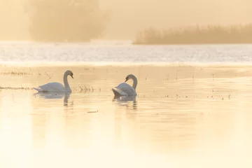 Foto op Plexiglas Romantische stijl Paar knobbelzwanen in een overstroomde weide in de ochtend.