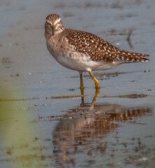 Obraz premium black headed gull