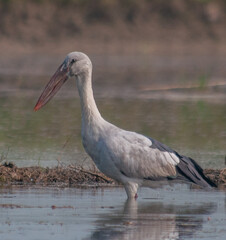 Fototapeta premium stork