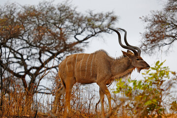 Greater Kudu on hill-crest in Kruger National Park, South Africa.