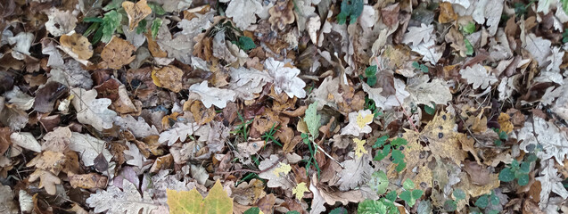 Background from fallen withered leaves of oak, maple in late autumn in nature in natural conditions.