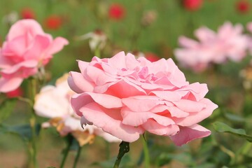 Obraz premium Flower