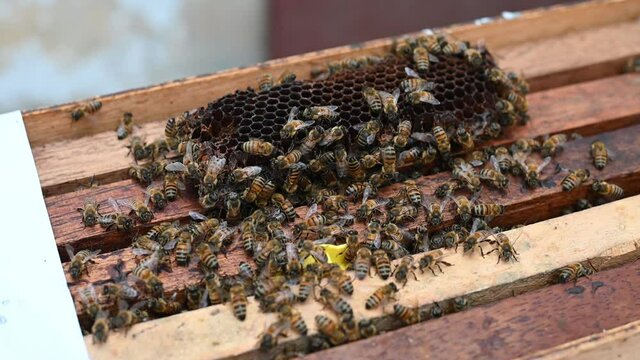 Bees on bee cages. Bee honey in combs. Honeycomb with bee bread. Medicinal properties of bee bread