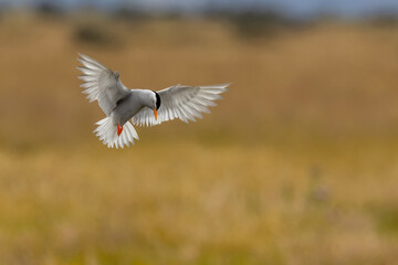 Black-fronted Tern Endemic to New Zealand