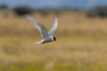 Black-fronted Tern Endemic to New Zealand