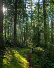 Mossy forest trail in British Columbia