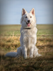 White shepherd dog