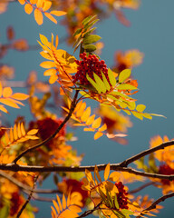 Mountain ash (Rowan) berries and leaves against a blue sky