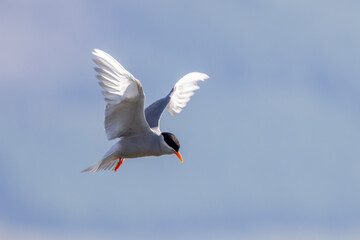 Black-fronted Tern Endemic to New Zealand