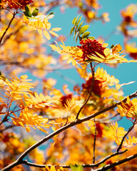 Mountain ash (Rowan) berries and leaves against a blue sky