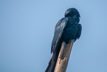 blue bird on a branch