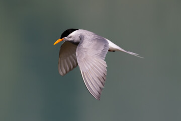 Black-fronted Tern Endemic to New Zealand