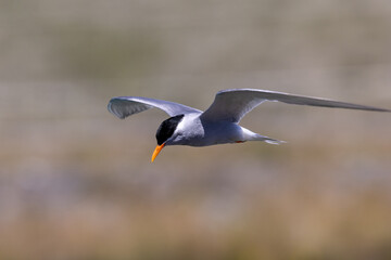 Black-fronted Tern Endemic to New Zealand