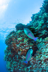 Colorful Parrotfishes feeding on a tropical coral reef.
