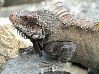Iguana
