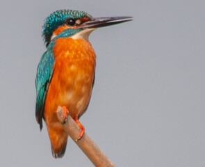 kingfisher on branch