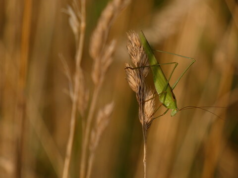 Sickle-bearing bush-cricket (Phaneroptera falcata) on dry blade on grass, Gdansk, Poland