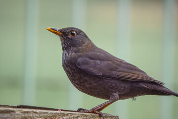 a female blackbird (Turdus merula) dining on a wooden bird  feeding table