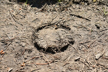 Horse Footprint