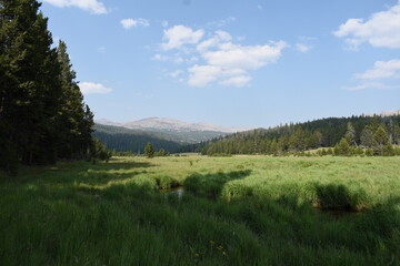 Mountain Meadow Near Buffalo Wyoming