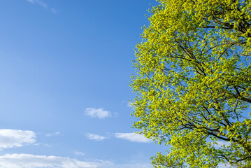 A large tree crown on a blue sky background. Well-kept garden. Spring motif for the design.