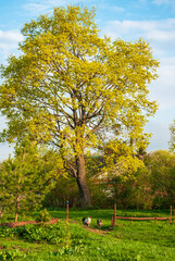 Naklejka premium Spring rural landscape. Green fields and forests against a background of blue sky and clouds.