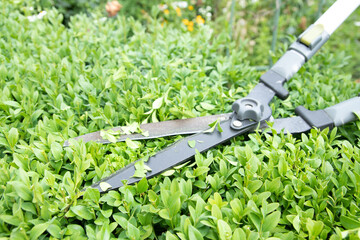 Obraz premium Scissors for cutting bushes over a boxwood bush. Trimming bushes in the garden