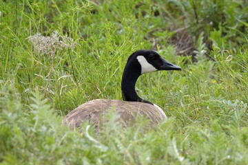 country goose on the grass
